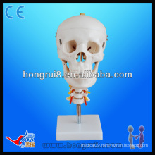 Medical Education natural Skull with Cervical Spine Model